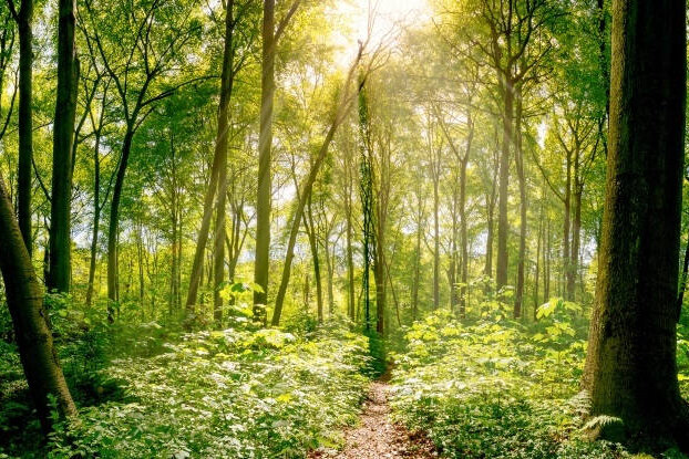 Mixed forest with sunlight, image motif for sustainable labels, landscape format.